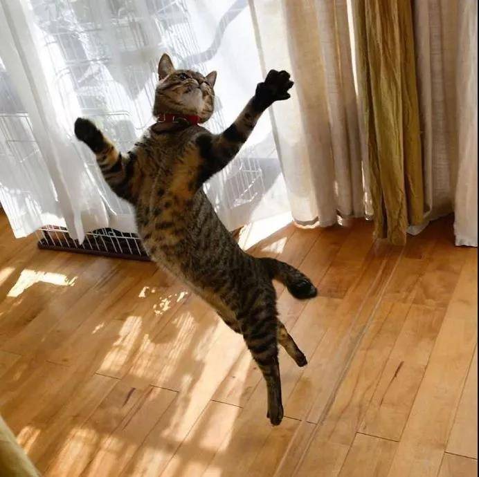 逗猫棒就像一把神奇的钥匙，总能帮你解锁猫咪的新舞姿……