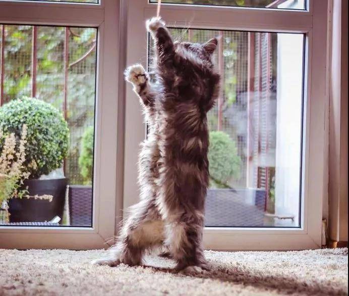 逗猫棒就像一把神奇的钥匙，总能帮你解锁猫咪的新舞姿……