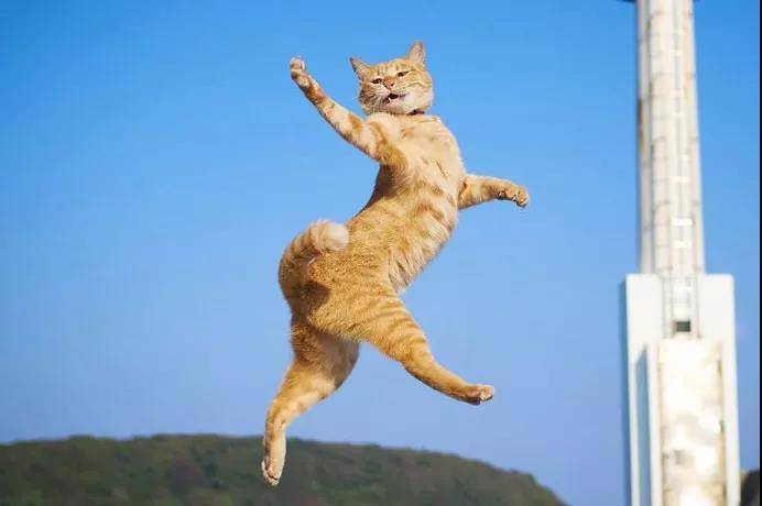 逗猫棒就像一把神奇的钥匙，总能帮你解锁猫咪的新舞姿……