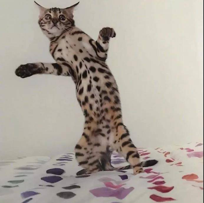 逗猫棒就像一把神奇的钥匙，总能帮你解锁猫咪的新舞姿……