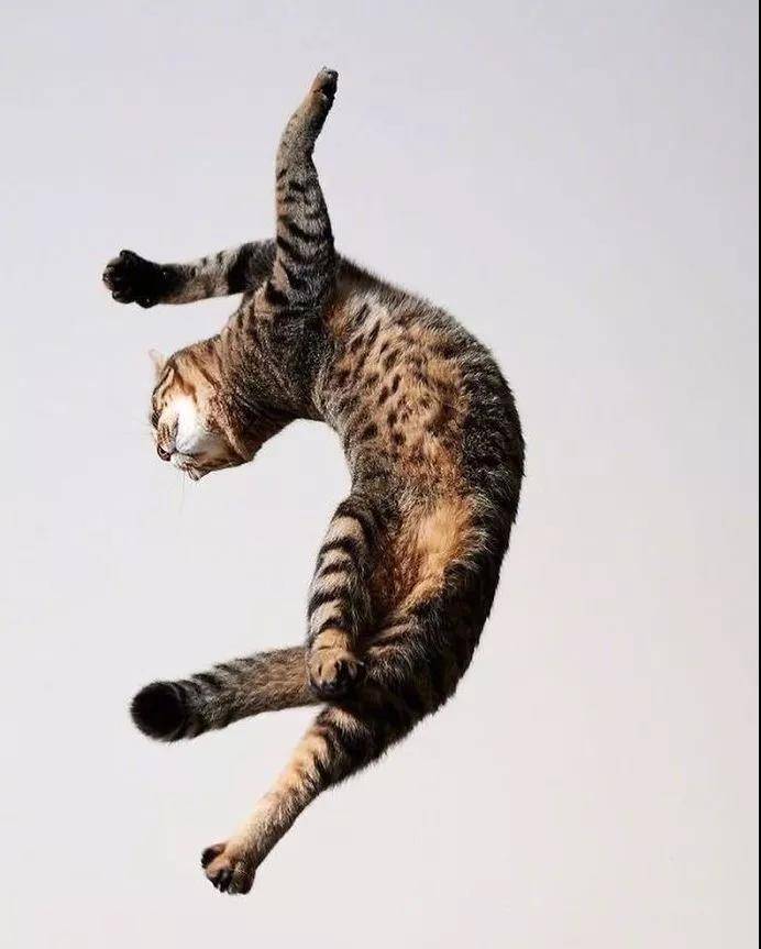 逗猫棒就像一把神奇的钥匙，总能帮你解锁猫咪的新舞姿……