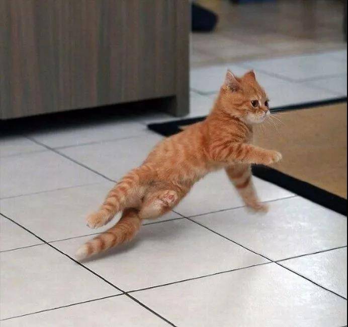 逗猫棒就像一把神奇的钥匙，总能帮你解锁猫咪的新舞姿……