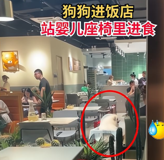 市民带宠物狗进饭店站婴儿座椅里进食、遭网友们狂吐槽