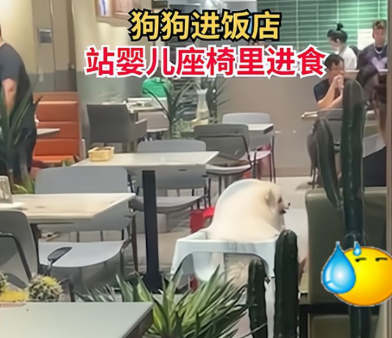 市民带宠物狗进饭店站婴儿座椅里进食、遭网友们狂吐槽