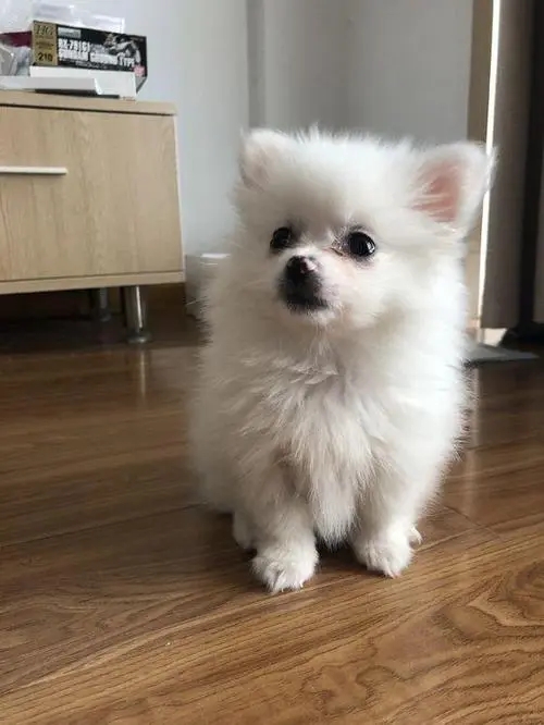 开饭时狗狗满脸期待,发现碗里竟然只有2颗狗粮时,瞬间急眼了!
