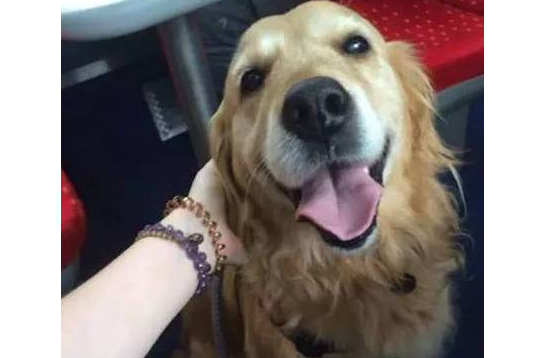 黄金猎犬在车厢走来走去到处搭讪乘客,竟只为这个搞笑的理由!