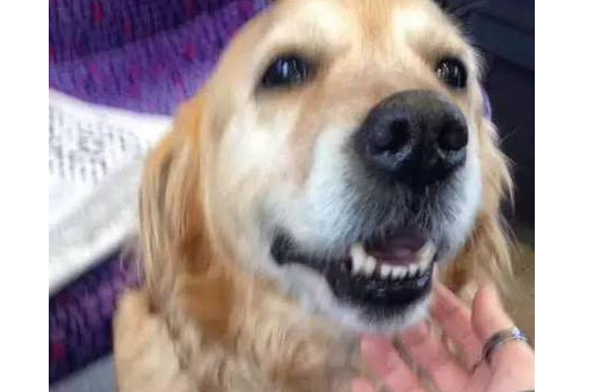 黄金猎犬在车厢走来走去到处搭讪乘客,竟只为这个搞笑的理由!