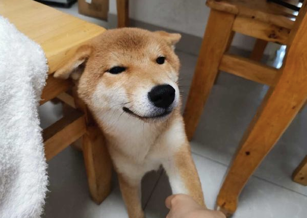 主人教育犯错的柴犬，但见到它很不屑的小表情，如何很想打它呢！
