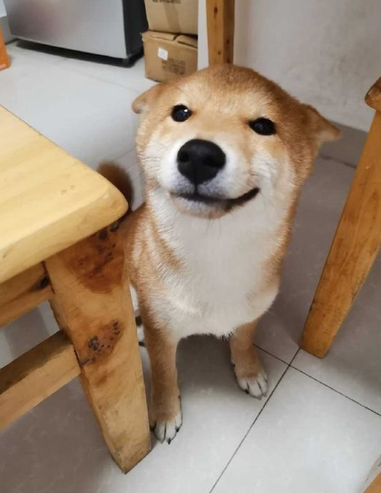 主人教育犯错的柴犬，但见到它很不屑的小表情，如何很想打它呢！