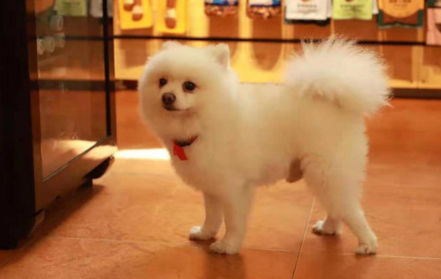 博美犬家里随地大小便训狗案例，32天专业训练狗狗养成室外排便习惯！