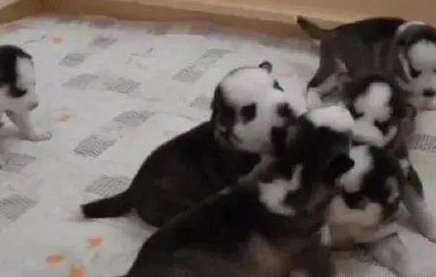哈士奇未诞生前陆续被预订，可当网友见到狗宝宝的相貌后，统统沉默无言了！