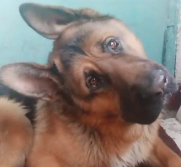 主人冲着高加索犬德牧歌唱，狗狗就非常相互配合的跟随摆头打节奏感，好可爱啊