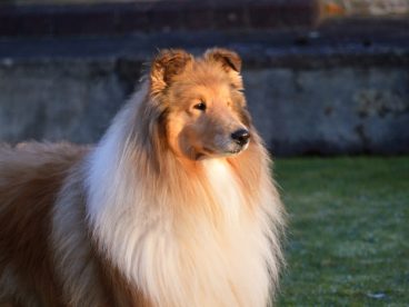 草地大型牧羊犬摄影图片