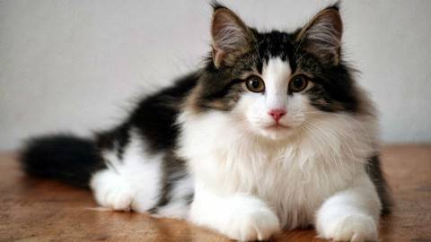 挪威森林猫外貌上和缅因库恩猫一模一样，挪威森林猫与缅因库恩猫的主要区别是：其后腿比前腿稍长，被毛双层。