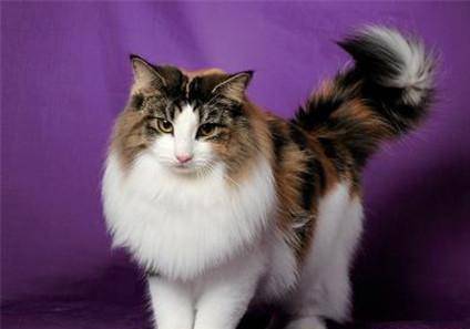 挪威森林猫外貌上和缅因库恩猫一模一样，挪威森林猫与缅因库恩猫的主要区别是：其后腿比前腿稍长，被毛双层。