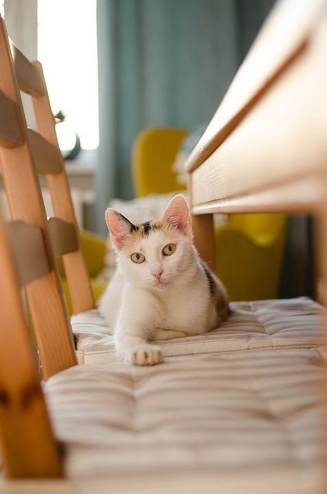 一只普通的猫