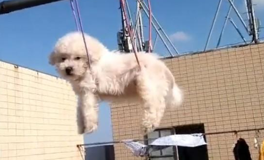 狗狗刚洗完澡,宠主把它挂在衣架上晒,看得人肉痛