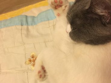 臭咪，你要把麻麻吃点嘛！