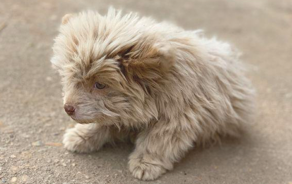 外出一不小心撞倒只流浪犬，殊不知狗狗趴土里不起來，女生走进后乐了