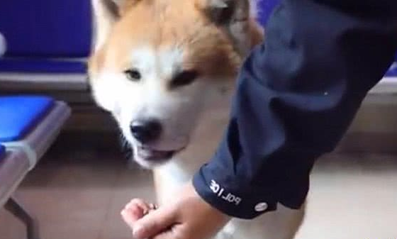 秋田犬走失很多天多亏警察细心照料？主人认领时告知，原为追求异性