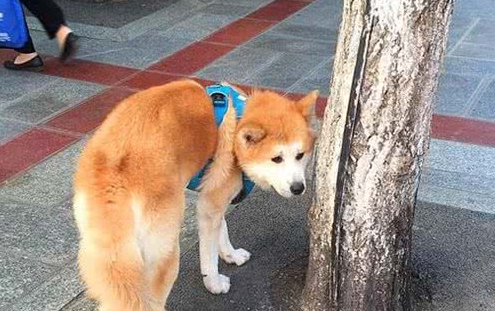 秋田犬走失很多天多亏警察细心照料？主人认领时告知，原为追求异性