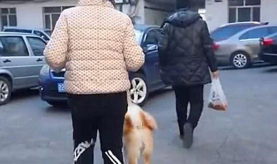 秋田犬走失很多天多亏警察细心照料？主人认领时告知，原为追求异性