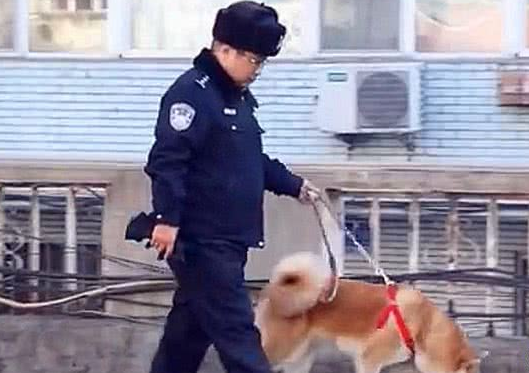 秋田犬走失很多天多亏警察细心照料？主人认领时告知，原为追求异性