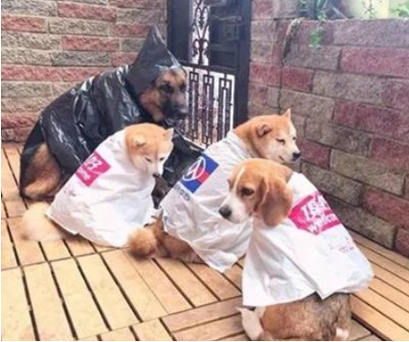 主人给狗子制做雨披，一套还比一套时尚潮流，德牧的女巫装最有趣