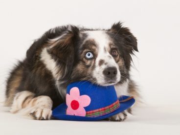 英国牧羊犬图片