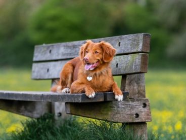 高清金毛犬图片写真