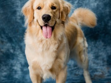 可爱宠物犬金毛猎犬图片