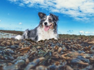 蓝天海岸萌犬狗狗图片