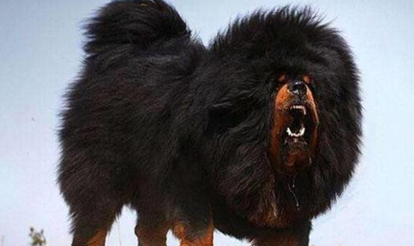 藏獒从獒王到流浪狗再到高原战獒，变化惊人