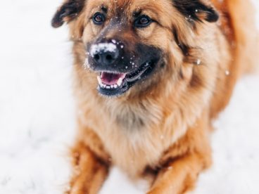 田园犬雪地宠物写真图片