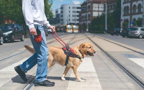 《神秘导盲犬》,警犬拉拉太委屈了,如何化解不被信任的危机?
