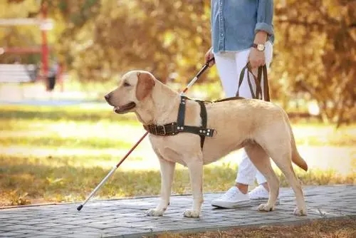 《神秘导盲犬》，警犬拉拉太委屈了，如何化解不被信任的危机？