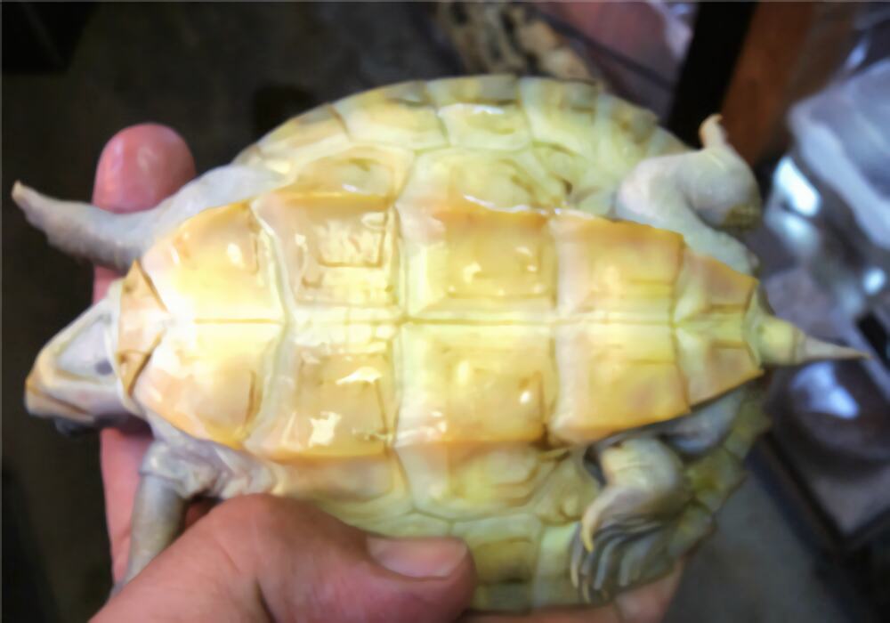红冠棱背龟身份信息