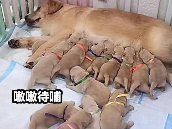 狗狗怀孕，主人想将生的全部收养，数数后悔