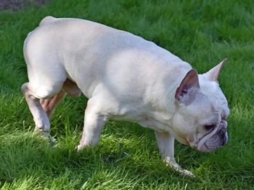 可爱法国斗牛犬狗狗图片