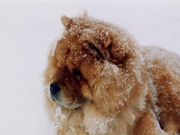 大松狮犬图片