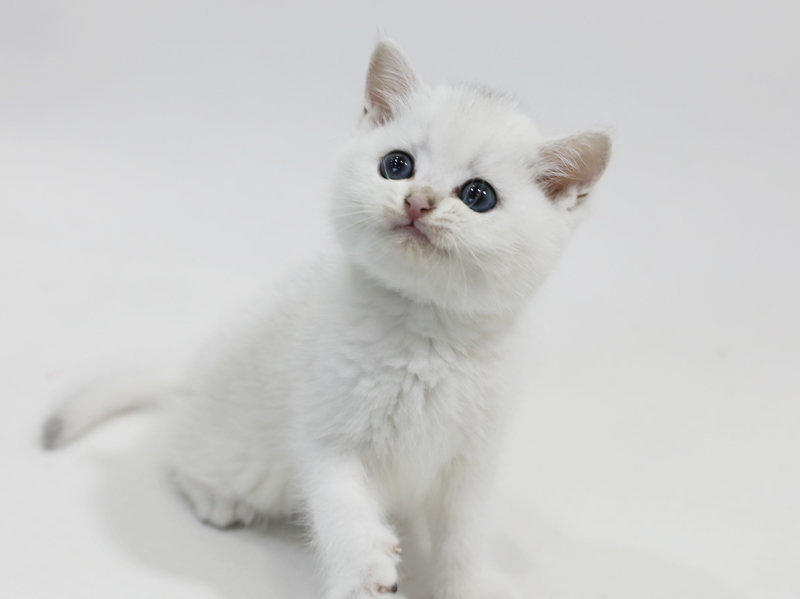 网上卖萌的猫猫狗狗，能给自己赚到鱼干狗粮吗？