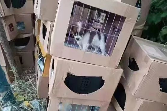 活体宠物盲盒？此地上百只奶猫奶狗哀嚎不止，有的已死亡………