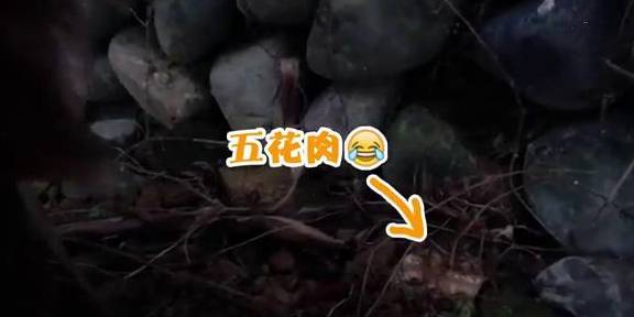 金毛狗狗墙角私藏食物，被主人发现后立刻更换地点，大写的心机汪