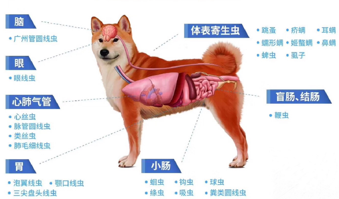 宠物寄生虫病知识讲解，类型、危害患病表现等！