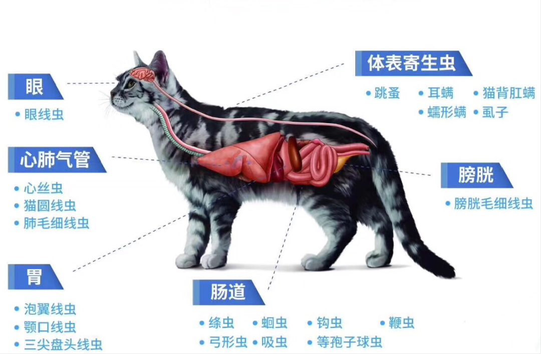 宠物寄生虫病知识讲解，类型、危害患病表现等！