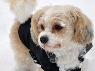 冬季白色雪地拉萨犬摄影图片