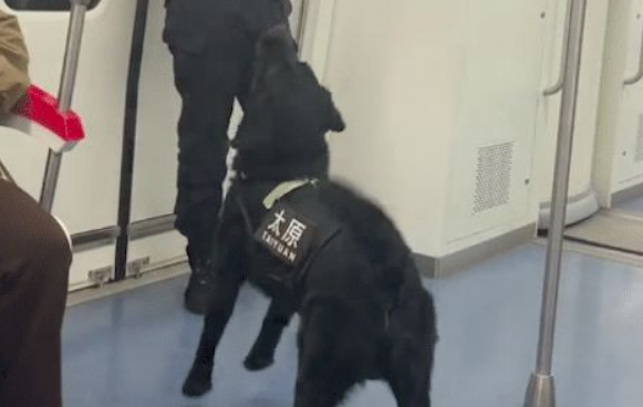 乘警和警犬在地铁上互动玩游戏，其实它也是个孩子呀