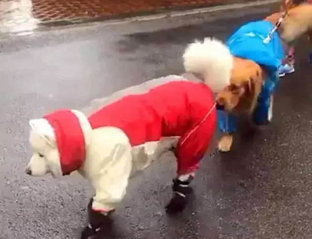 萨摩穿雨披顺拐，金毛狗狗跟在萨摩背后行走换新颜，主人家必须痛哭…