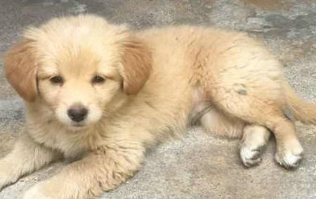 花300网购的金毛犬,三天后收到狗一看,网友:我是不是被骗了
