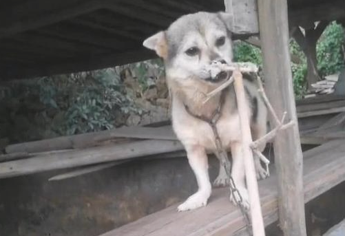 狗狗刚开始很凶，当网民拿了肉回来后立刻就变和蔼可亲了，好香基本定律？